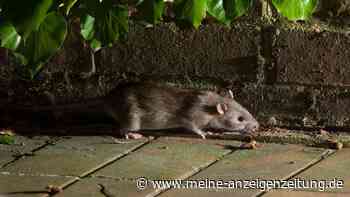 Ratten-Alarm: Dieser Geruch im Garten verrät die Schädlinge