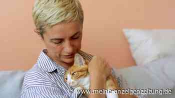 Das Geheimnis der Katzenmenschen: Was die Liebe zu Samtpfoten über einen verrät