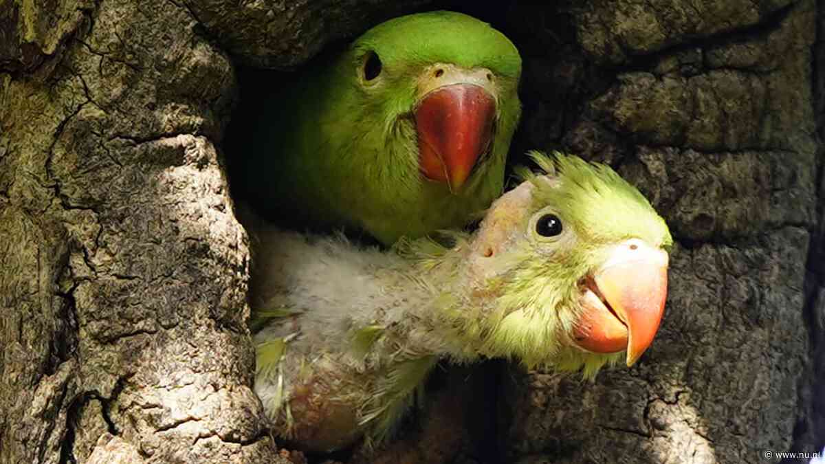 Ook vogels masturberen, en dat is volgens onderzoek helemaal niet raar