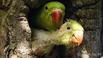 Ook vogels masturberen, en dat is volgens onderzoek helemaal niet raar