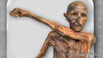 The taste of the afterlife: Scientists make sourdough BREAD using yeast collected from Otzi the Iceman's mummified body - and say it's 'really good'