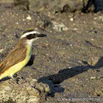 Lezing 'De vogels van Suriname; een reis door natuur, cultuur en verwondering'
