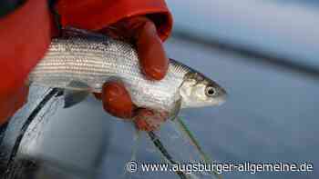 Betrunkener will Fisch mit Händen fangen und löst Großeinsatz aus