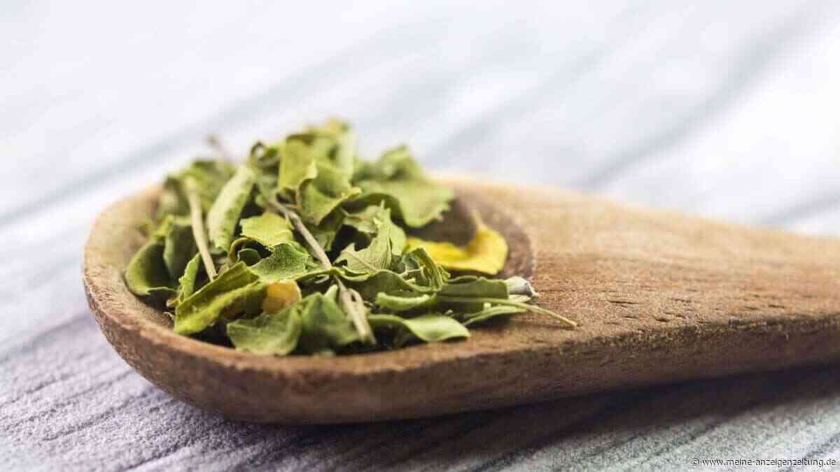 Moringa-Wirkung: Welche Effekte belegt sind – und wo die Grenzen liegen