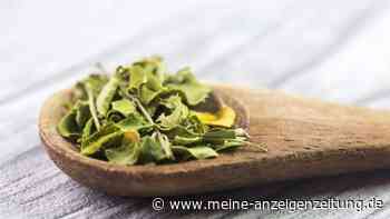 Moringa-Wirkung: Welche Effekte belegt sind – und wo die Grenzen liegen