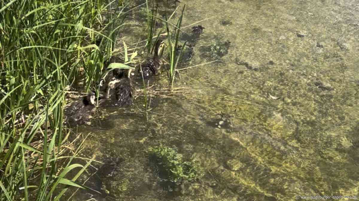 Die Entenfamilie vom Mühlbach wurde umgesiedelt