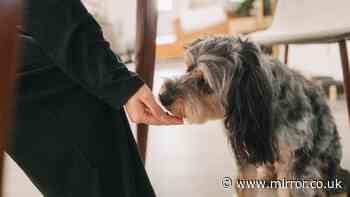 Warning for pet owners who feed their dogs fruit and vegetables