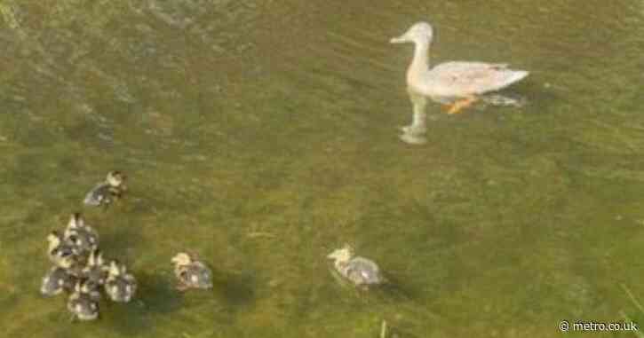 ‘Feral monsters’ kill ducks with catapult and leave ducklings injured