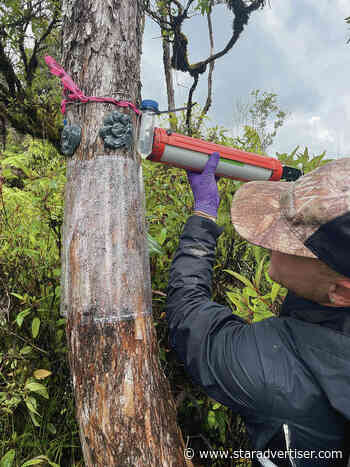 Researchers use growing arsenal to fight spread of rapid ohia death