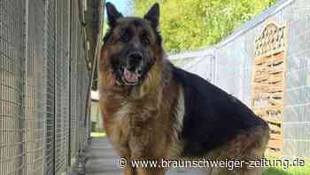 Einsamer Wolfsburger Schäferhund-Senior Prinz sucht ein neues Königreich