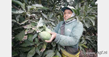 Peru exporteert 742.000 ton avocado's en groei zet door