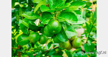 Prijs Braziliaanse limes stijgt 73,2%