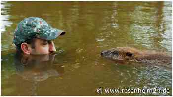 Schock-Moment beim Schwimmen: Biber erobern Badeseen der Region Rosenheim