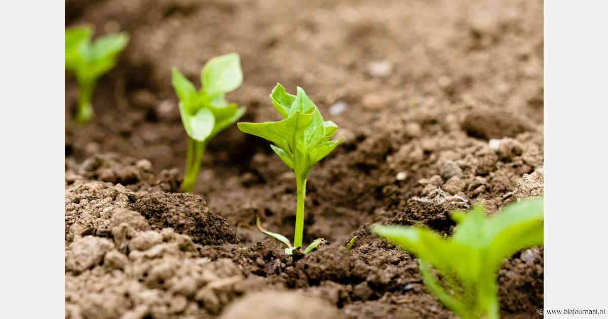 Biodiversiteitsmonitor Akkerbouw breidt uit naar Brabant, Zuid-Holland en Zeeland