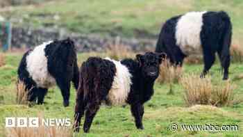 Farm decides to slaughter 271 cattle after inspection found rule breach
