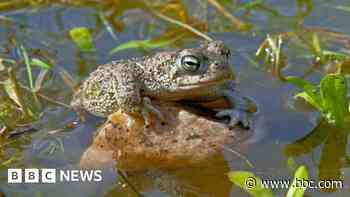 'Lethally salty' waters hinder rare toad's recovery