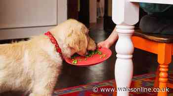 Blue Cross issues 'fruit and vegetables' warning to dog owners