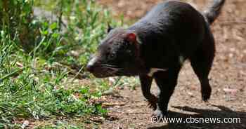 Endangered Tasmanian devil named Mary escapes wildlife park