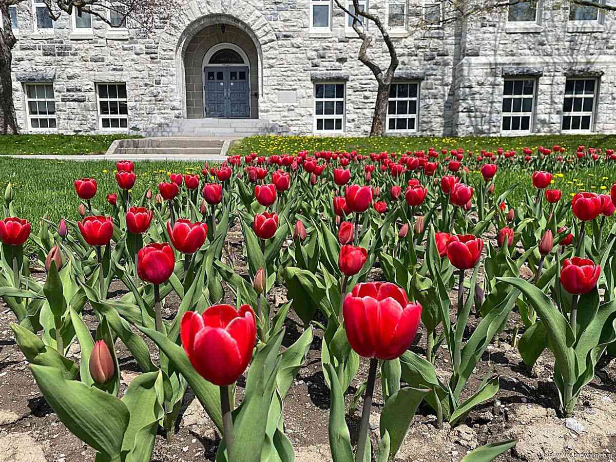 Thousands of tulips spring across Queen’s campus