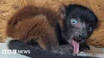 Trust celebrates birth of rare lemur quadruplets