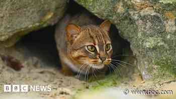 Sanctuary's tiny wild cat to join breeding scheme