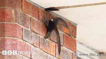 Swifts 'displaced' after demolition - campaigners