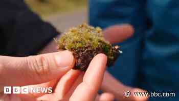 'Killer fungus' could be good news for habitats decimated by invasive moss