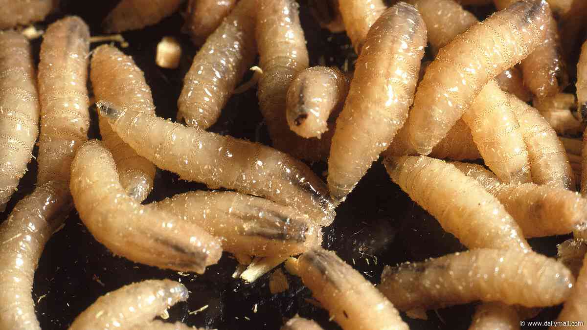 Flesh-eating parasite that devours victims alive detected in US for first time in 60 years