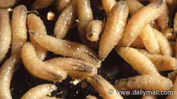 Flesh-eating parasite that devours victims alive detected in US for first time in 60 years