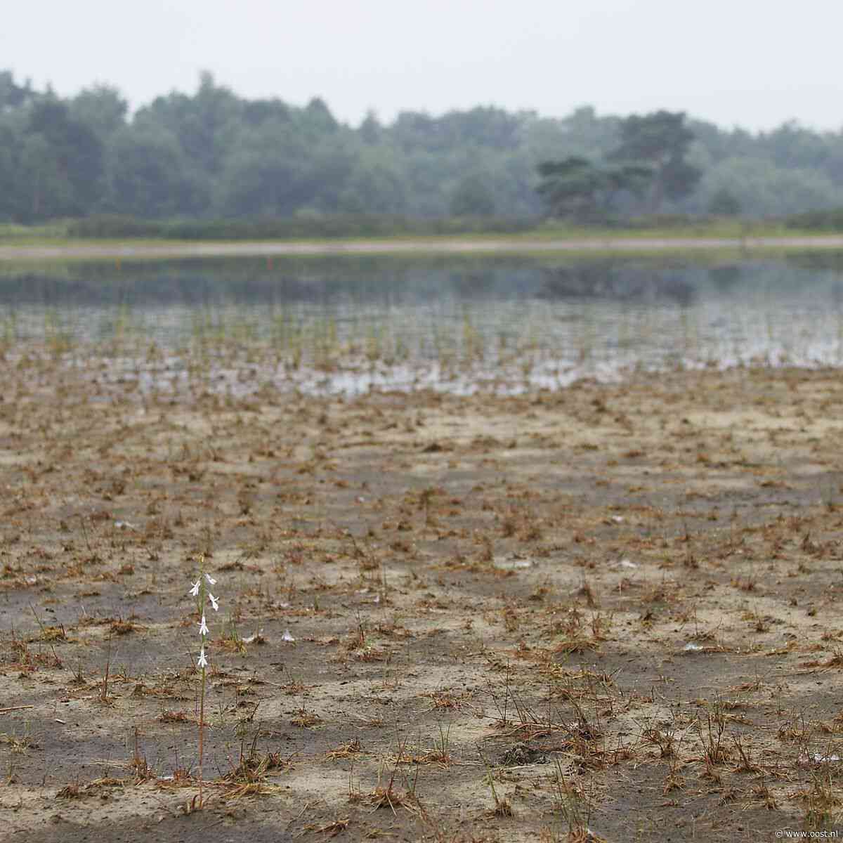 Boeren verliezen rechtszaak over natuurherstel bij Denekamp