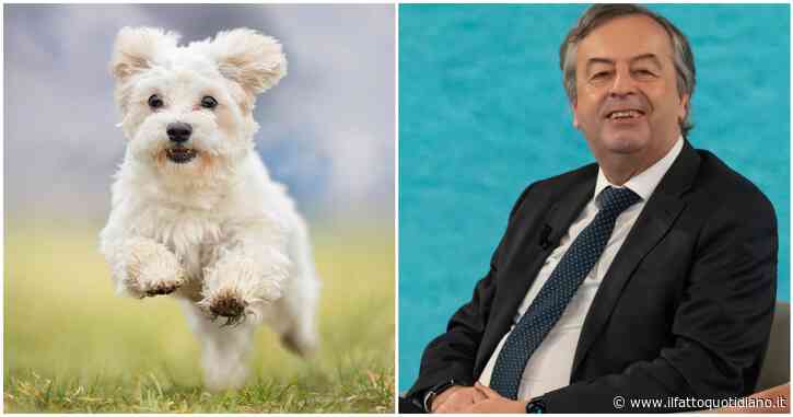“Ci sono i pazzi che hanno portato illegalmente in Italia un cane con la rabbia e gli altri pazzi che invitano a non vaccinare gli animali”: la rabbia di Burioni
