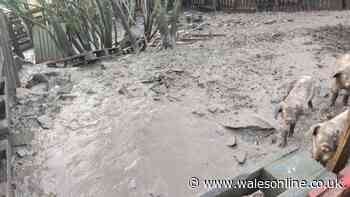 Man kept animals in appalling conditions and built a dam out of entrails