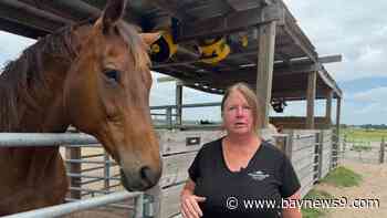 Hardee County sanctuary saves horses from destruction