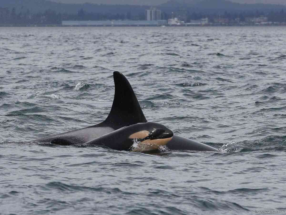 Opinion: Trading oil for orcas is a bargain Canada can't afford