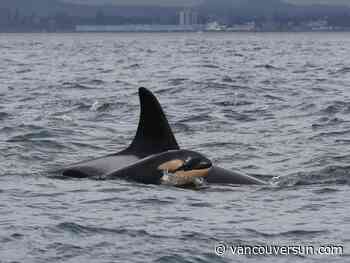 Opinion: Trading oil for orcas is a bargain Canada can't afford