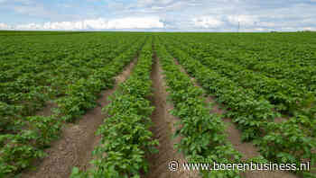 Aardappelen Gewastour laten zich ineens vlot zien