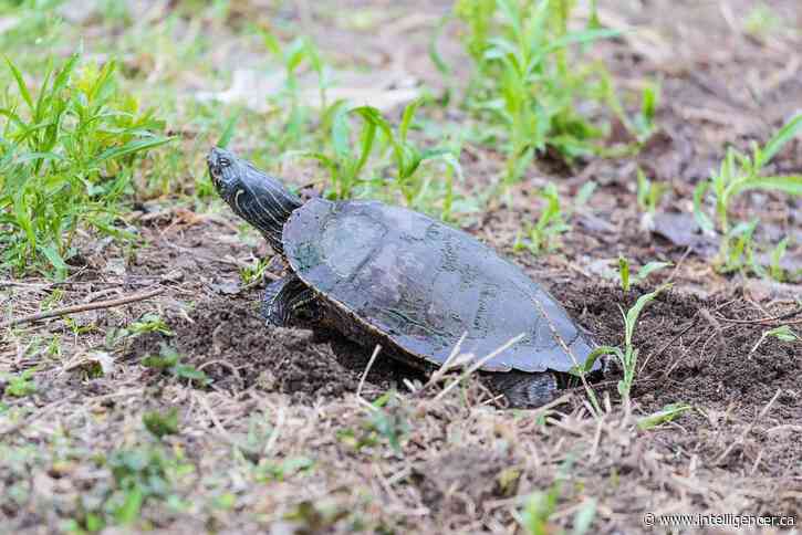 Conservationists urge awareness of turtles emerging for summer