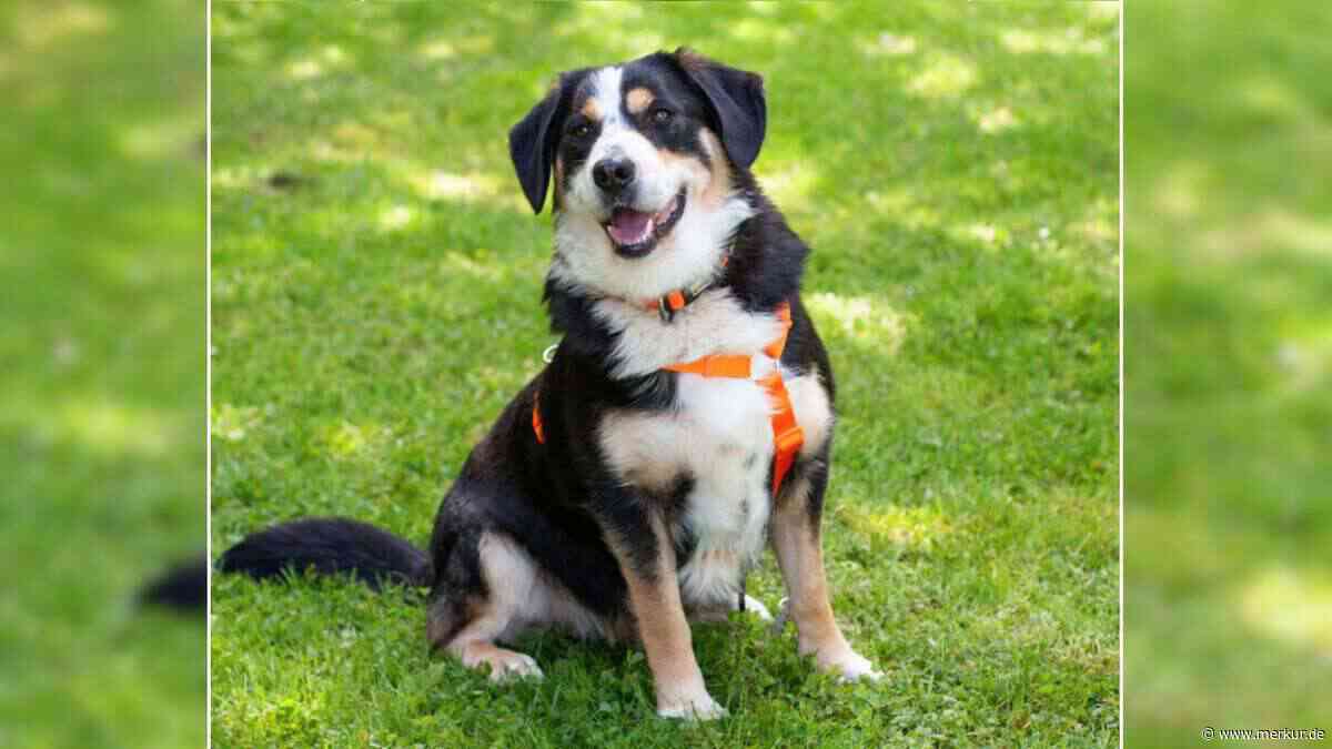 „An seinem Hüftspeck muss noch gearbeitet werden“: Tierhilfe sucht Zuhause für verschmusten Hund