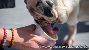Abkühlung für Zwei- und Vierbeiner: Besondere Eissorten in Calw – vegan, proteinreich, für den Hund
