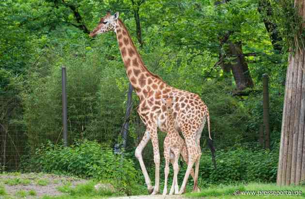 Zoos retten Arten - weltweit: VdZ-Jahrestagung zieht Bilanz eines globalen Netzwerks / 59 Millionen Euro in fünf Jahren, 155 Projekte, 55 Länder: Moderne Zoos gestalten internationalen Artenschutz mit