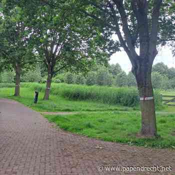Eikenprocessierups gevonden in park Noordhoekse Wiel