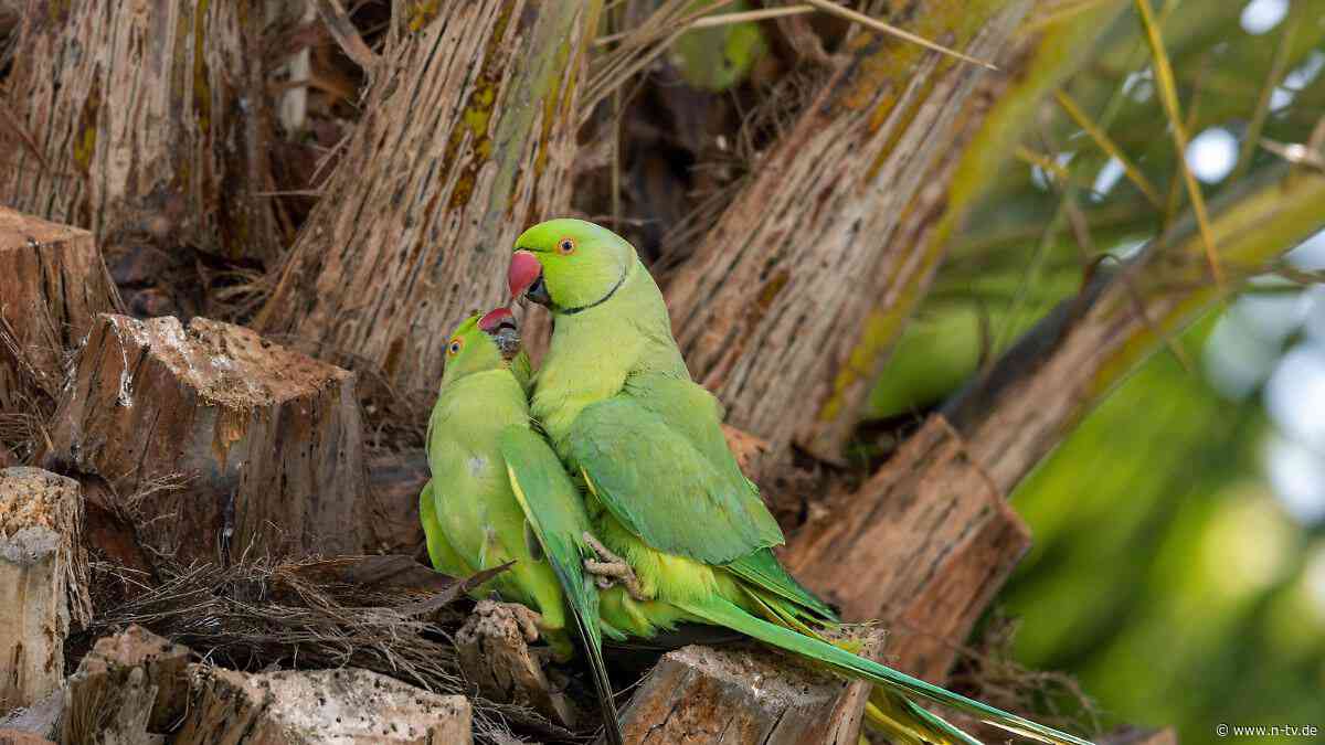 Nicht nur in Gefangenschaft: Auch Vögel masturbieren - und das könnten die Gründe sein