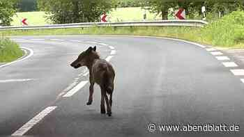 Wolf auf dem Schulweg: Mutter und Töchter filmen besondere Begegnung