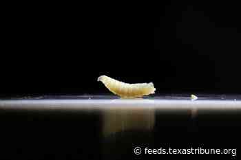 What to know about screwworm in Texas