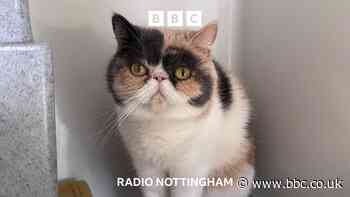 The problems with 'designer cats'