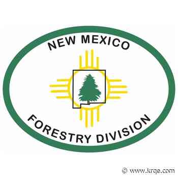 New Mexico Forestry Division aims to spur regrowth in fire-damaged areas