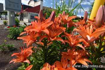 North Bay residents invited to nominate standout lawns, gardens and storefronts