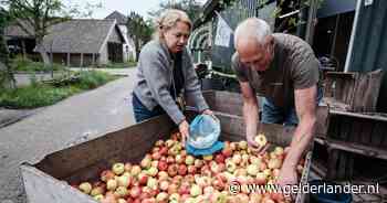 Fruitkweker zit door regenbuien ineens met 60.000 appels: ‘Liep even anders dan bedacht’