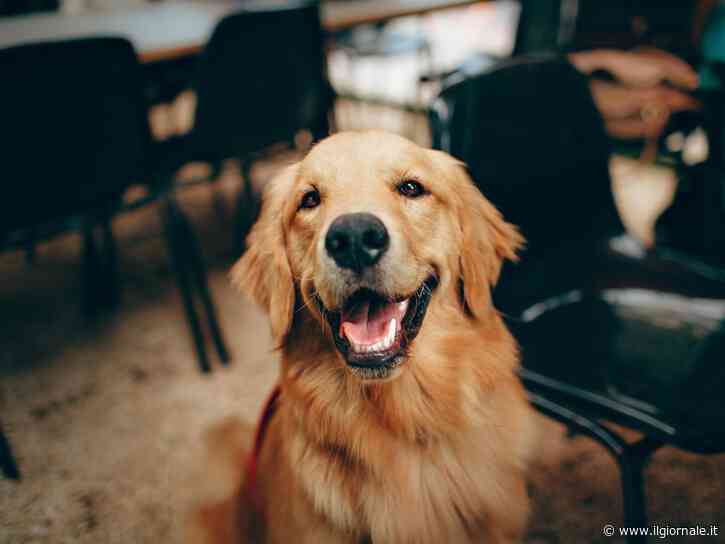 "Il Labrador non ti paga la pensione". Il sindaco vuol tassare chi ha un animale domestico e non un figlio
