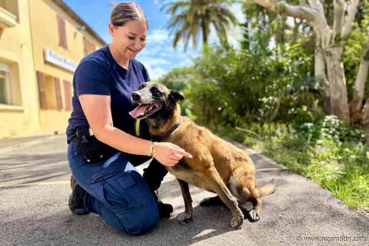 « C’est un chien qu’on n’utilisera plus pour faire la police, mais pour nous, c’est devenu un lien affectif » : l’incroyable histoire de Mystic, ce chien policier à la retraite que la Ville de Cannes a décidé d’adopter